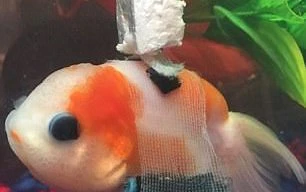 Cá vàng mắc bệnh hiếm, buộc phải dùng... ‘xe lăn’