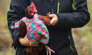 Cô gái 25 tuổi cần mẫn đan áo len cho… gà