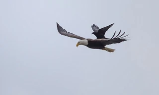 Quạ đen liều mạng 'nghỉ chân' trên lưng đại bàng đang bay