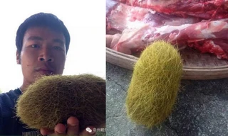 Phát hiện quả ‘trứng’ lạ giá 21 tỉ trong bụng lợn