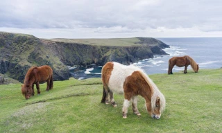 Quang cảnh đảo Foula