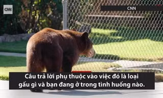 Cách xử lý đúng khi đối mặt với gấu