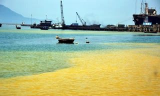 Vệt nước vàng tại vịnh Chân Mây là do tảo Giáp Gonyaulax polygramma gây nên. 