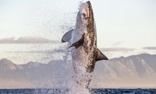 Rùng mình cá mập trắng khổng lồ cắn đứt người hải cẩu