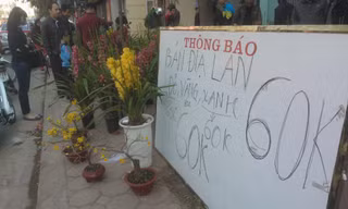 Tuy giảm giá nhưng các hộ kinh doanh phong lan dịp tết vẫn kiếm lãi lớn.