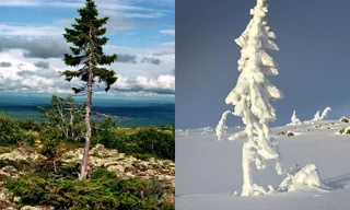 Nhìn gần 'thần mộc' cả vạn năm vẫn tươi xanh trên non cao