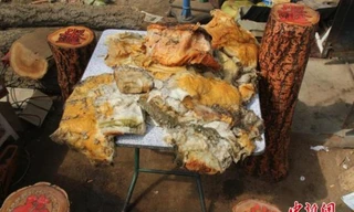 Đào trúng nấm quý, lão nông bỏ túi hàng chục nghìn đô