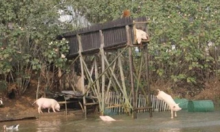 Đàn lợn của ông Huang nhảy cầu và tung tăng bơi lội như một thói quen.