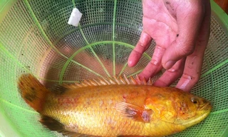 Sáng nay (17/2), một người dân Đà Nẵng đã bắt được con cá rô đồng khá lạ.