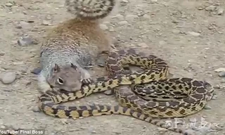 Sóc đói mồi điên cuồng tấn công rắn