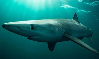 Cá mập lưỡng tính rất hiếm gặp. Ảnh minh họa: Cultura RM.