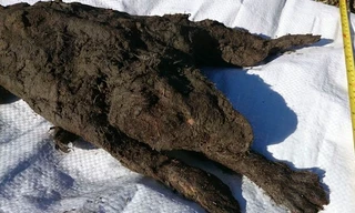 Phát hiện xác ướp chó nhà 12.400 tuổi còn nguyên lông