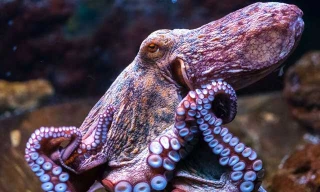 Một nhóm nhà khoa học cho rằng bạch tuộc là sinh vật đến từ ngoài hành tinh.