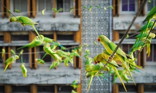 Ông thợ máy ảnh nuôi 4.000 con vẹt mất nhà sau sóng thần