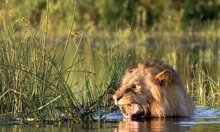 Bơi qua sông, sư tử hoảng sợ vì cá sấu vờn bên cạnh
