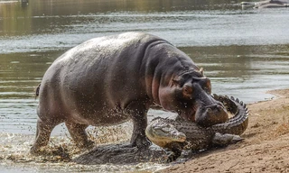 Bảo vệ con, hà mã mẹ quyết chiến cá sấu đói mồi