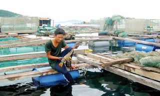 Bão số 9: Tôm hùm nuôi lồng bè chết hàng loạt do sốc nước lũ