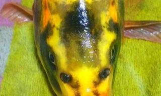 Giáo viên tiểu học bất ngờ câu được cá chép mặt người