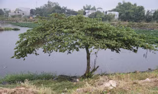 Cây trứng cá - nơi người dân phát hiện thi thể nam thanh niên chết trong tư thế treo cổ