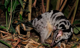 Người dân tự nguyện giao nộp 3 cá thể Cầy quý hiếm