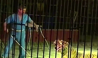 Ettore Weber trong một lần dạy hổ. Ảnh: Youtube