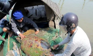 Con rùa được gia đình ông Cường thả về biển.