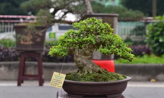 Những cây bonsai tí hon giá hàng trăm triệu