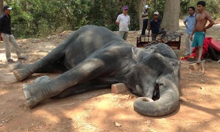Cô voi cái gục chết vì nắng nóng ở Campuchia.