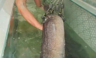 Con cá Lệch nặng 18kg, dài gần 2m.