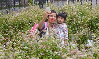 Tam giác mạch Hà Giang 'xuống núi', khoe sắc bên hồ Gươm