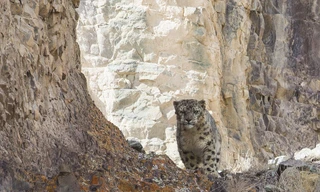 Căng mắt tìm báo tuyết 'tàng hình' trên vách đá