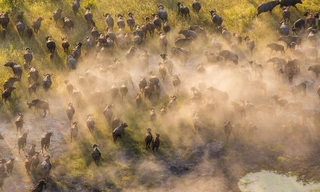 Thế giới động vật đẹp mê hồn nhìn từ trên cao