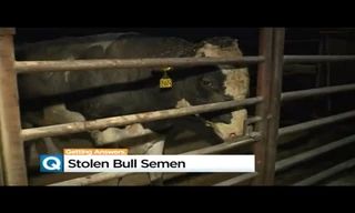 Số tinh trùng bị đánh cắp là của những con bò đực có nhiều gen tốt, khỏe mạnh.