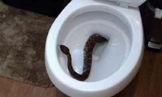 Con rắn chuông bò lên từ bồn cầu một gia đình tại Texas (Mỹ).
