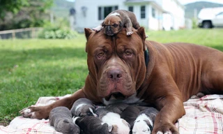 Choáng váng với đàn chó pitbull con giá 10 tỉ đồng