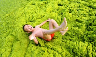 Vô tư bơi lội giữa ‘biển’ tảo bốc mùi