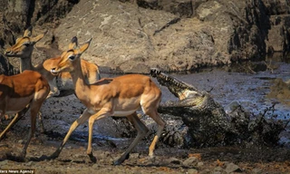 Linh dương thoát chết ngoạn mục dưới hàm cá sấu