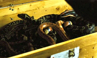 Bị bắt vì âm mưu mang ếch, gián, rắn kịch độc lên máy bay