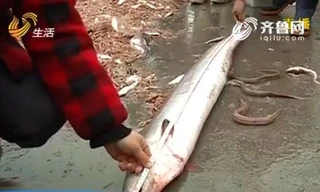 Con lươn "khủng" dài gần 2m.