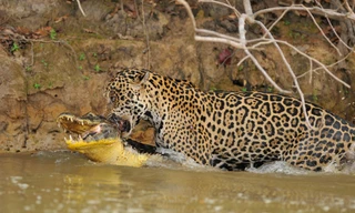 Hãi hùng cảnh báo đốm lao xuống sông cắn chết cá sấu