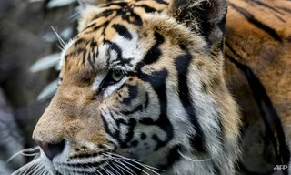 Ảnh minh hoạ: AFP