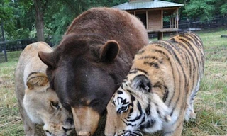 Câu chuyện về tình bạn gắn bó giữa một chú gấu đen Mỹ, một chú sư tử châu Phi và một chú hổ Bengal ở trại cứu hộ động vật Georgia (Nỹ) được nhiều người đánh giá là một câu chuyện chỉ có trong… cổ tích. Bởi thông thường, giữa những loài thú dữ dường như kh