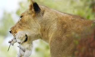 Phát hiện chú sư tử bạch tạng hoang dã siêu quý hiếm