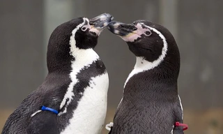 Ly kỳ chuyện tình cặp chim cánh cụt 'đồng tính'