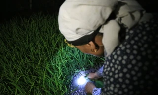 Nông dân Hà Nội đeo đèn pin đi cấy từ nửa đêm