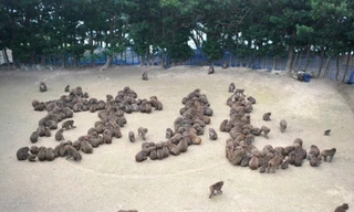 Thích thú hình ảnh 150 chú khỉ xếp chữ chào năm Bính Thân