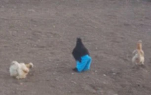 Cười vỡ bụng với màn gà trống mặc quần ghẹo gà mái