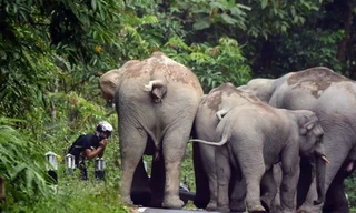 Tài xế xin tha mạng khi bị voi dữ dồn vào vách núi