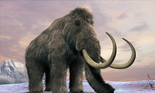 Voi ma mút từng thống trị Trái đất suốt một thời gian dài trước khi bị tuyệt chủng cách đây 4.500 năm.