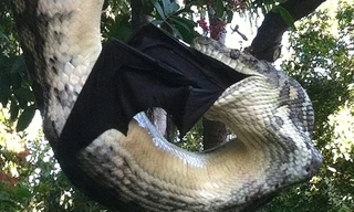 Hãi hùng nhìn trăn khổng lồ nuốt gọn dơi ‘khủng’